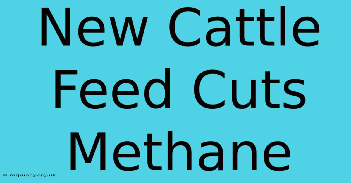 New Cattle Feed Cuts Methane